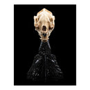 The Lord of the Rings Skull of a Warg Miniature