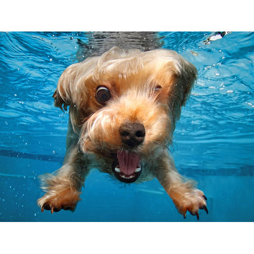Prime3D Under Water Dogs Brady 100-Piece 3D Puzzle